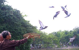 Dove – Flying Contest – An Historical Yearning For Peace ảnh 2 Dove – Flying Contest – An Historical Yearning For Peace ảnh 2